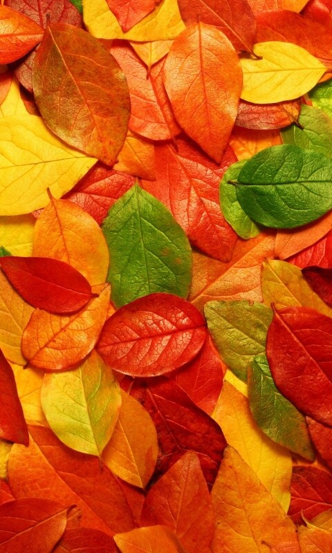 Цветной ковёр из листьев обои