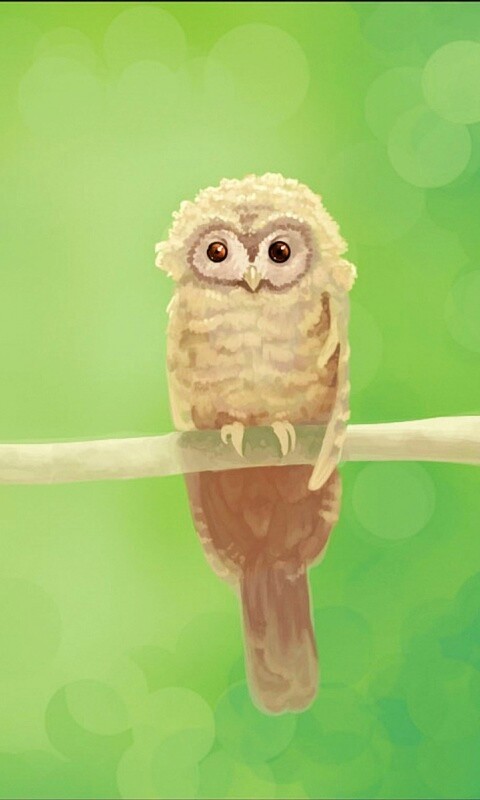 Совушка обои