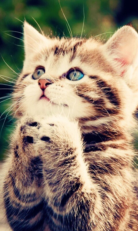 Непередаваемо прелестный котенок сложил лапки обои