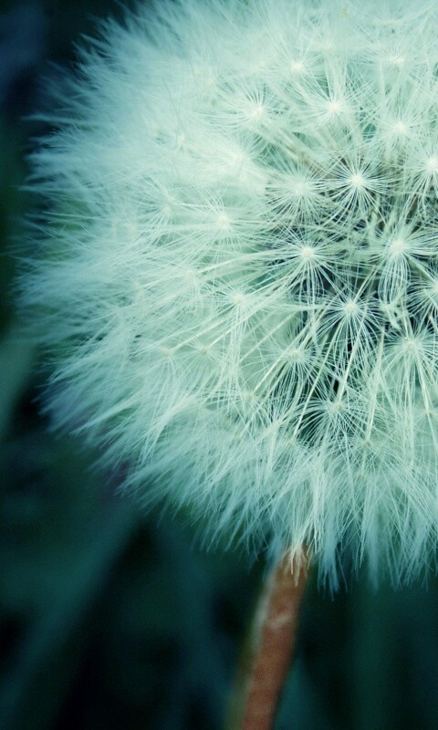 Одуванчик обои