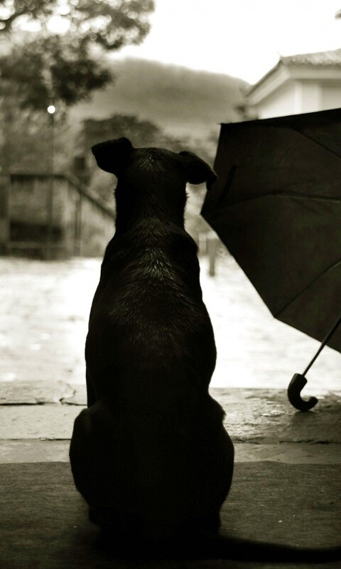 Собака и зонтик обои