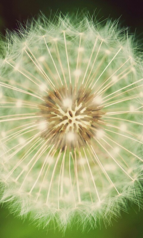 Макро фотография одуванчика обои
