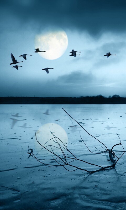 Полет птиц над озером обои