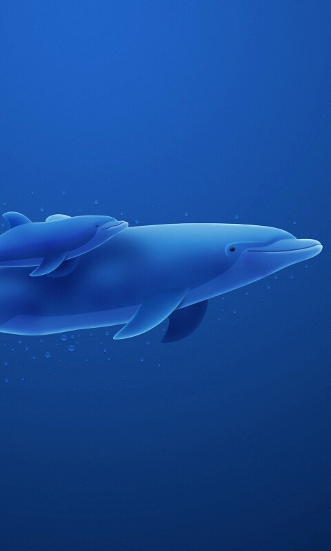 Дельфин и дельфиненок обои