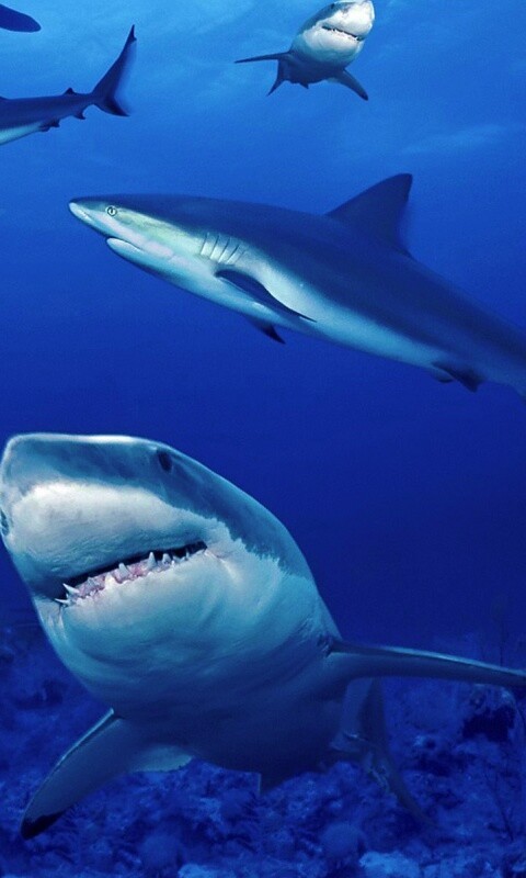 Стая акул обои