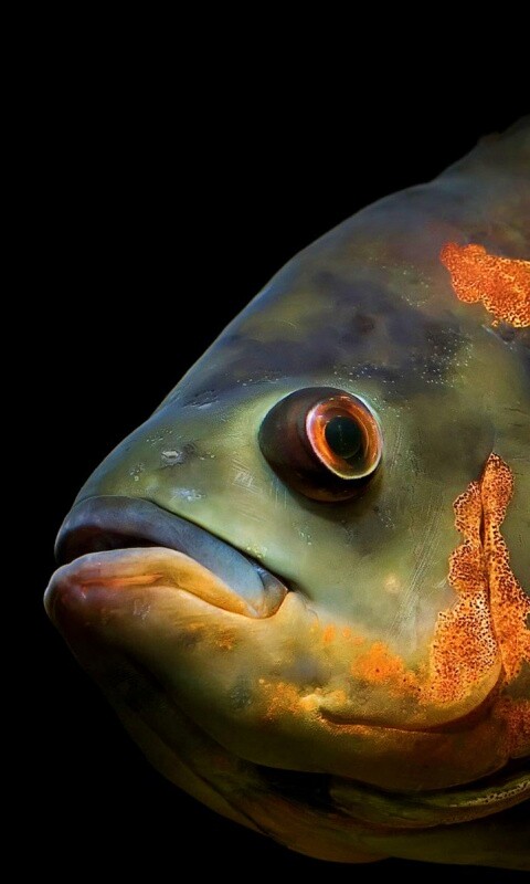 Глубоководный окунь обои