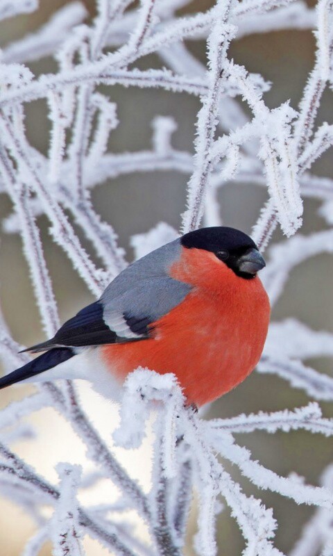 Снегирь на ветке обои