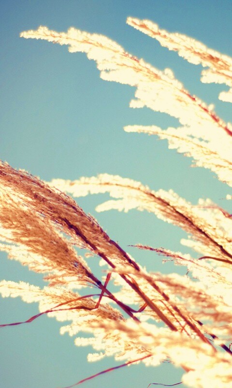 Солнце играет на степном ковыле обои