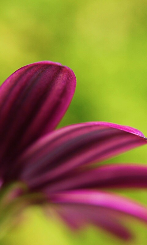 Макро фото цветка обои