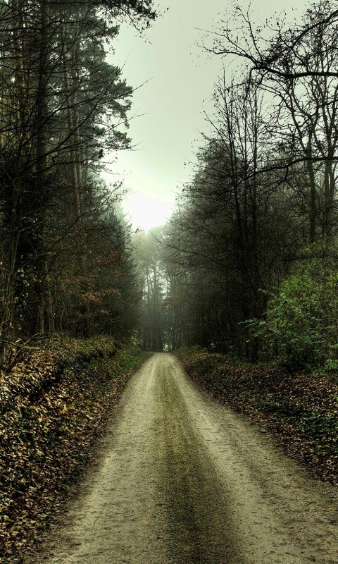 Дорога через лес обои