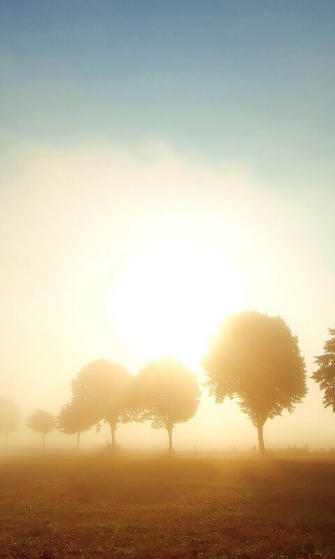 Деревья в поле обои