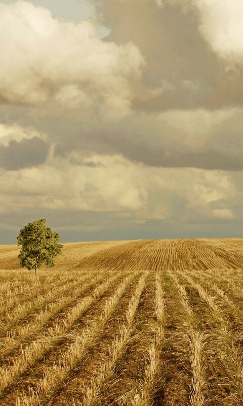 Дерево в поле обои
