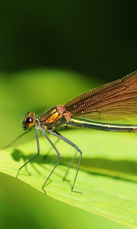 Стрекоза на листе обои