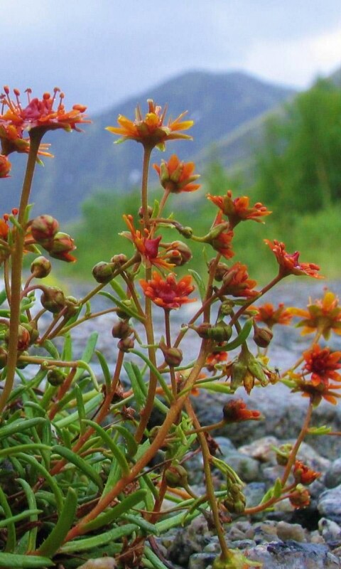 Горные цветы обои