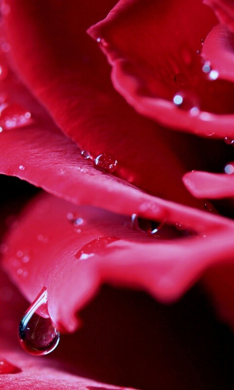 Капли на лепестках розы обои