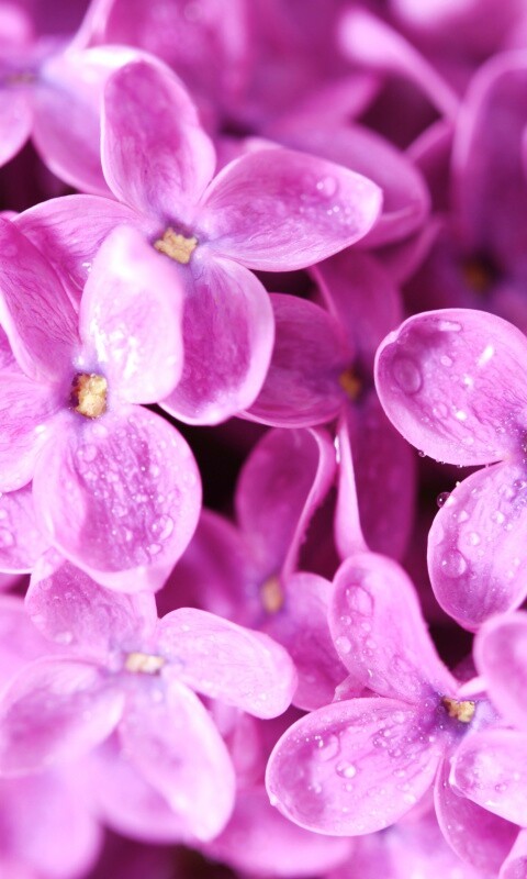 Цветы сирени обои