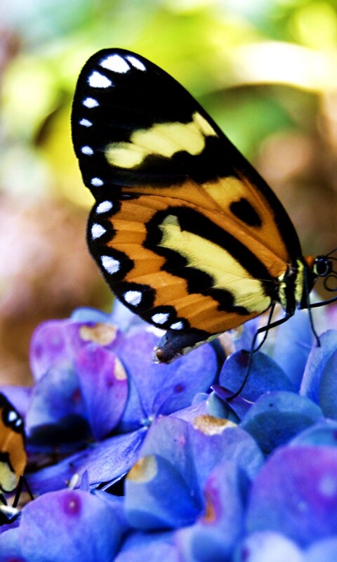 Две бабочки обои