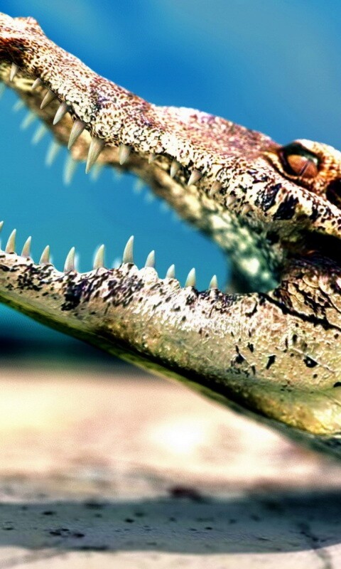 Крокодил разинул пасть обои