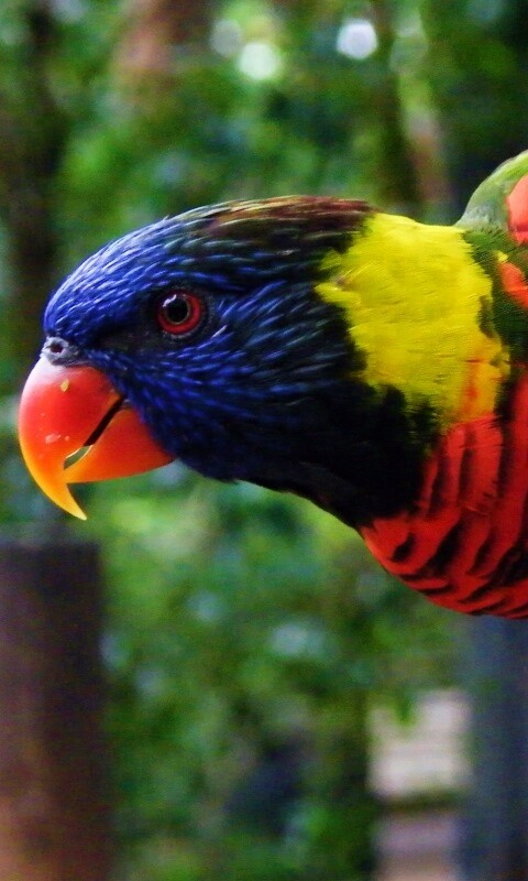 Попугай на канате обои