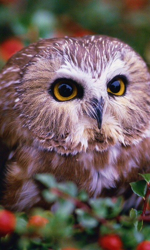 Маленькая сова в ягодах обои