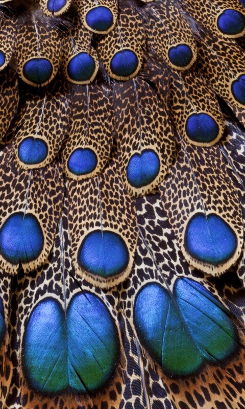 Хвост павлина обои