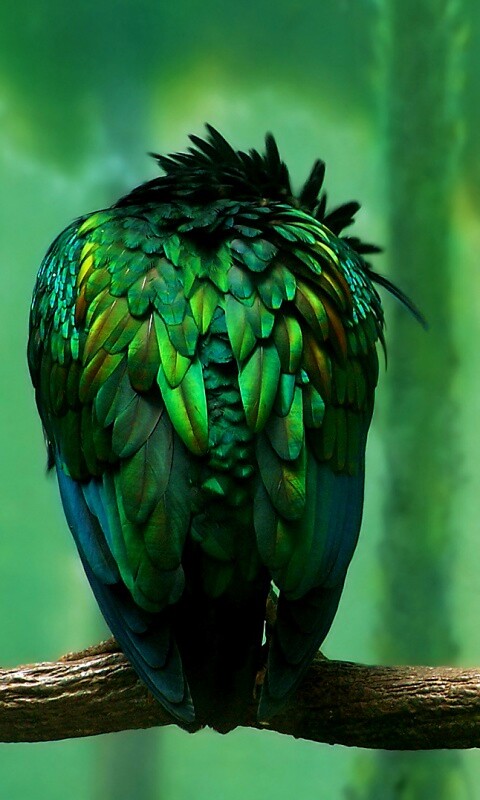 Птица спит на ветке обои