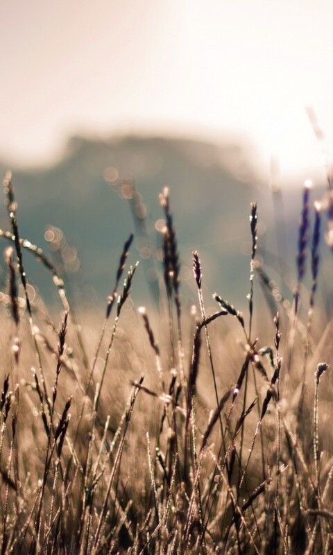 Поле пшеницы обои