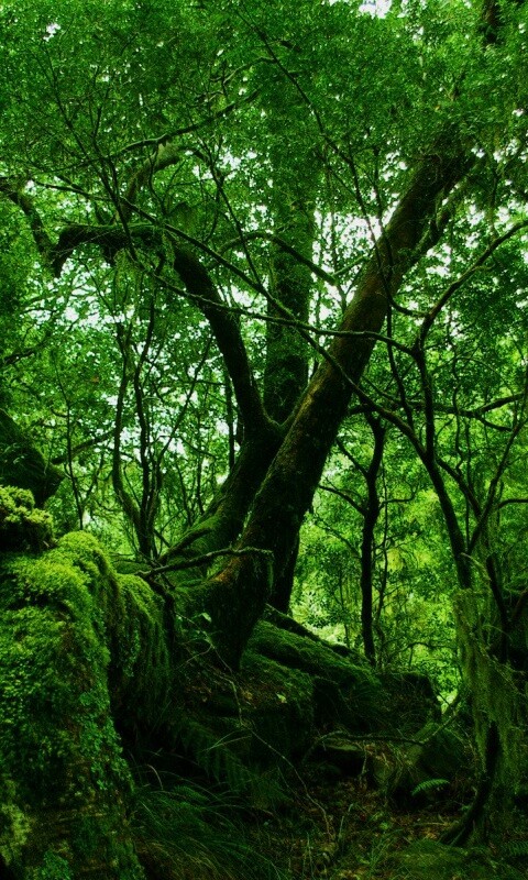 Чаща мшистого леса обои