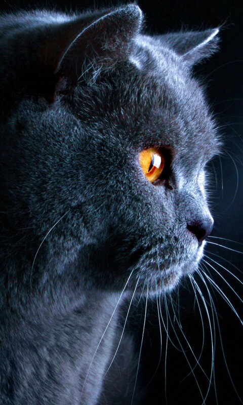 Плюшик  обои