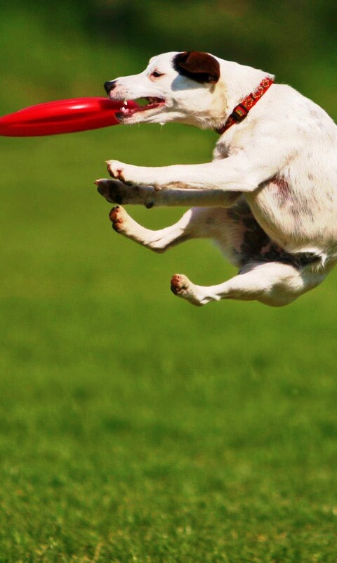 Ловкач обои