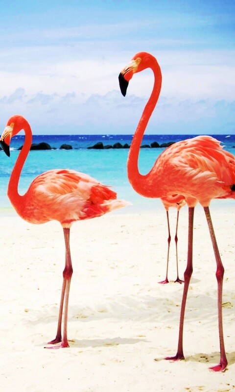 Розовые фламинго на пляже обои