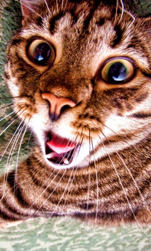 Спалившийся на ковре кошак обои