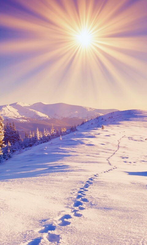 Холодные лучи зимнего солнца обои