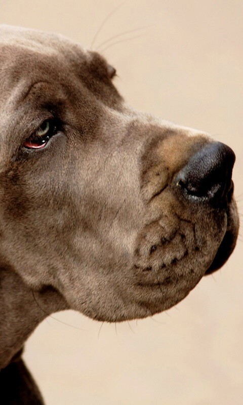 Грустная собака обои