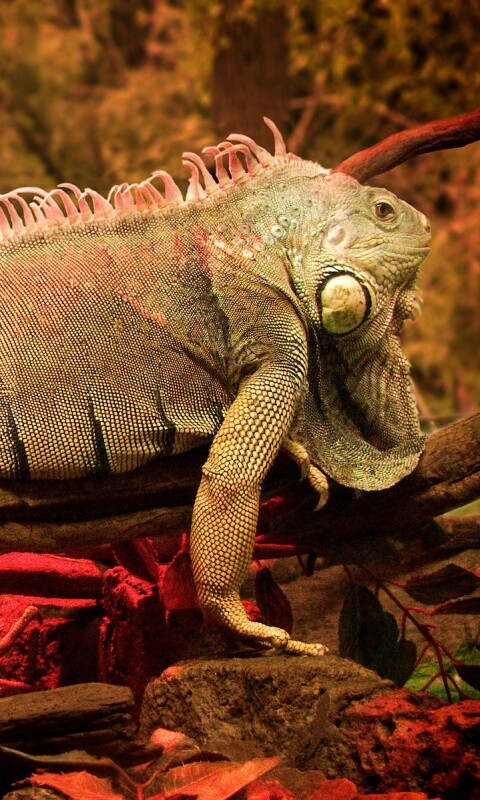 Большая игуана обои