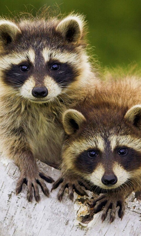 Полосатики обои