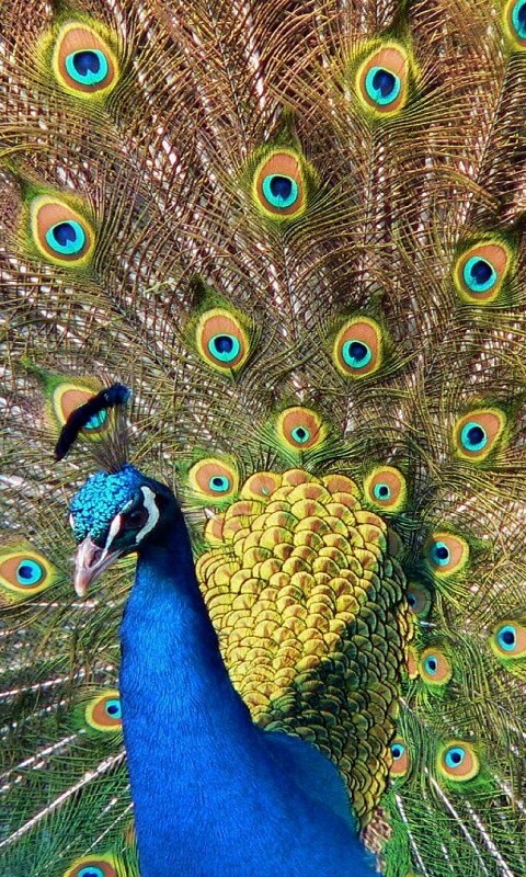 Павлин, говоришь... обои