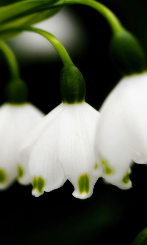 Белые ландыши обои