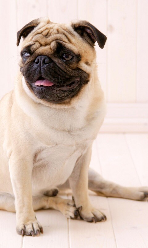 Симпатичный мопс на полу обои