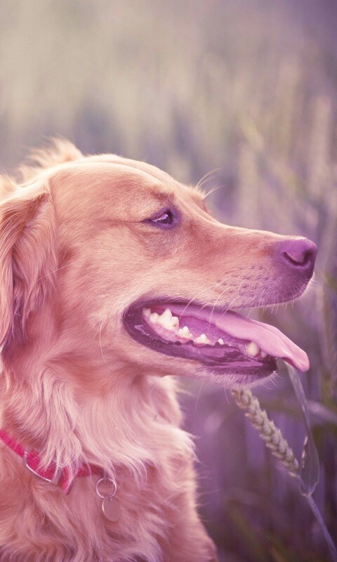 Собаки обои