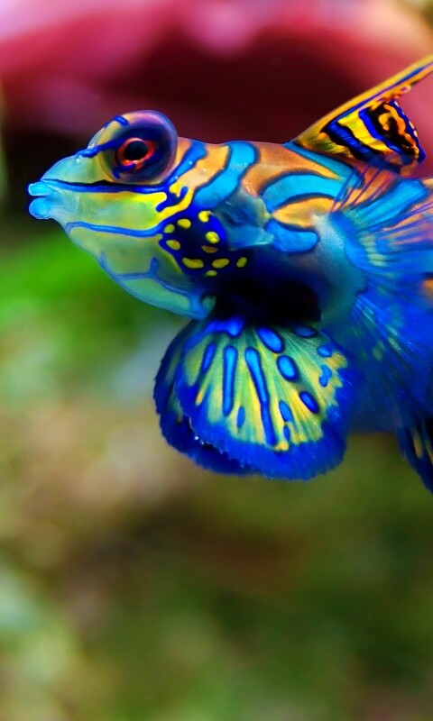 Разноцветная рыбка обои