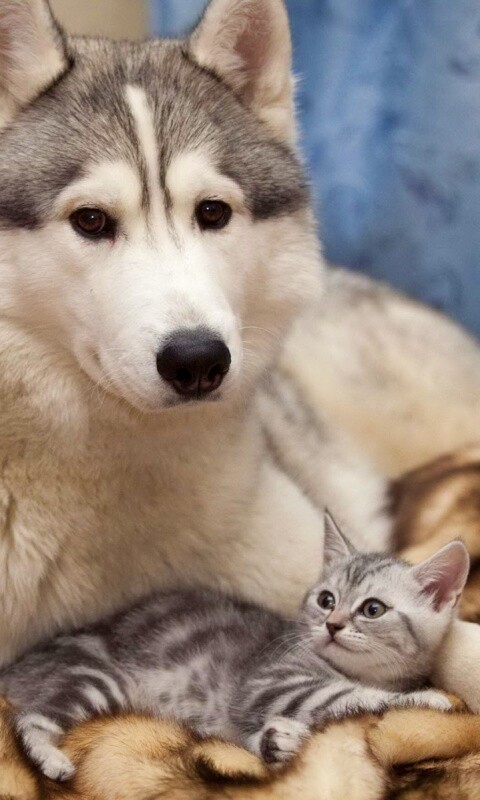 Собака и котенок обои