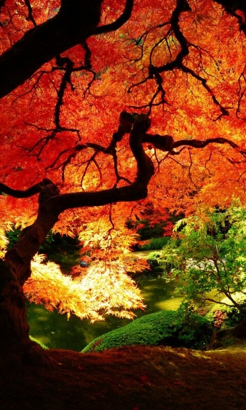 Под оранжевой кроной обои