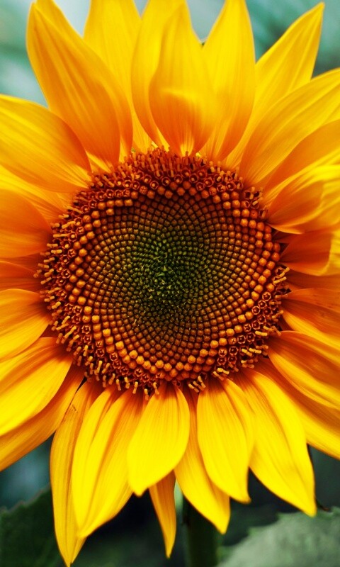 Подсолнух на поле обои