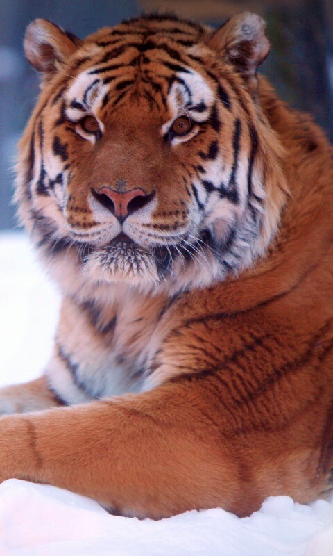 Тигр в снегу обои