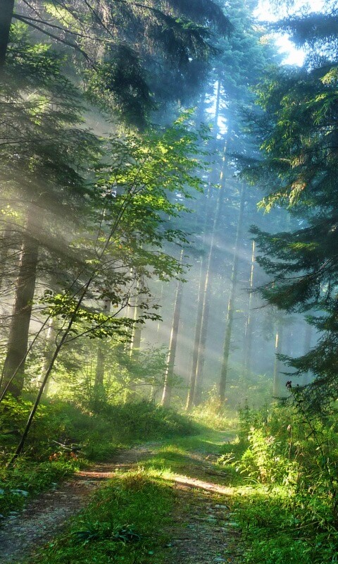 Тропа в лесу обои