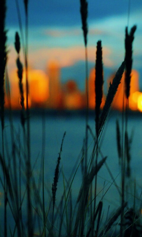 Камыш на фоне вечерних огней обои