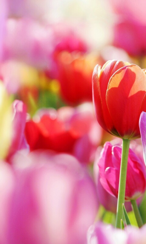 Красивые тюльпаны обои
