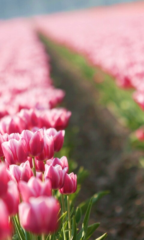 Тропинка в поле розовых тюльпанов обои