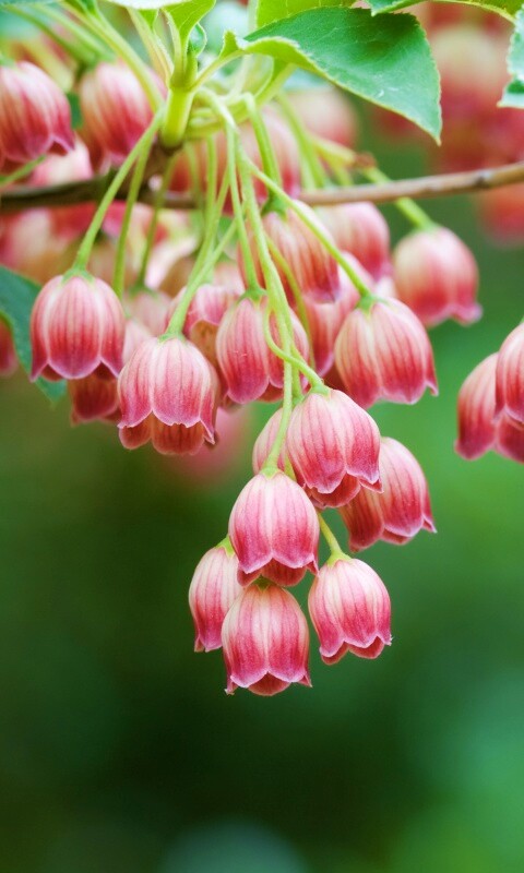 Красные колокольчики обои